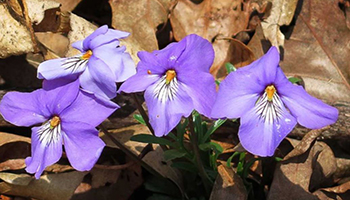 Viola pedata flowers.